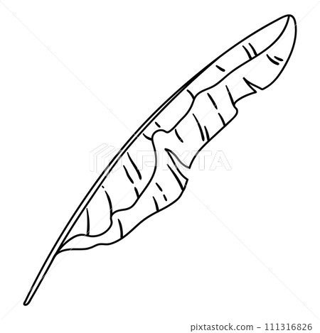 Illustration of banana palm leaf. Decorative image of tropical foliage and plant. Illustration of banana palm leaf. Decorative image of tropical foliage and plant. 111316826