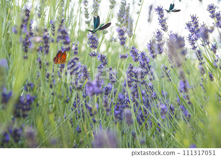 Close up for butterflies and dragonfly flying around blooming purple lavender 111317051