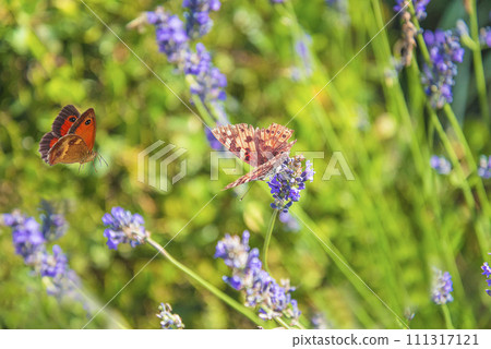 Butterflies flying around blooming lavender flowers on sunny day 111317121