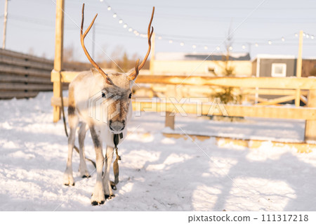 Portrait of cute young north reindeer pasturing alone in snowy deer farm on winter frozen sunny day. Horned deer standing looking at camera, no people. Concept of tourist attraction. 111317218