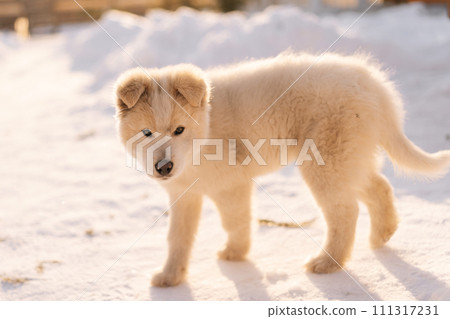 Portrait of adorable little puppy dog walking alone in snow at yard, having winter fun outside. White dog pet enjoying winter playing in snow on sunny day, no people. Concept of home cozy atmosphere. 111317231
