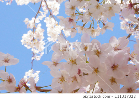 春日明媚的陽光下，櫻花盛開 111317328