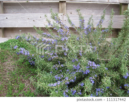Blue rosemary flowers and wooden fence Blue rosemary flowers and wooden fence 111317442