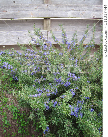 Blue rosemary flowers and wooden fence 111317444