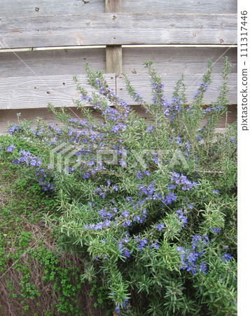 Blue rosemary flowers and wooden fence 111317446