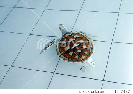 green sea turtle (chelonia mydas) 111317457