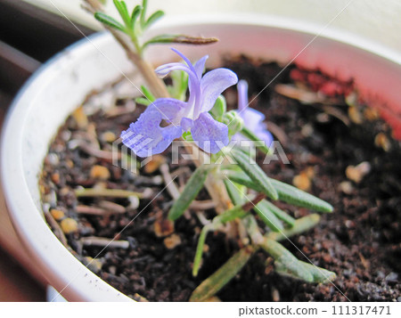 Potted rosemary with blue flowers Potted rosemary with blue flowers 111317471