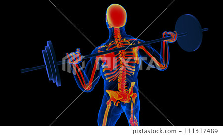 Human skeleton anatomy for medical concept 3D rendering Human skeleton anatomy for medical concept 3D rendering 111317489