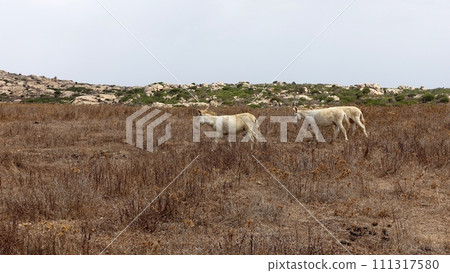 Three wild albino donkeys at Asinara in Sardinia graze peacefully. Three wild albino donkeys at Asinara in Sardinia graze peacefully. 111317580
