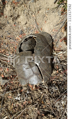 The carapace and remains of a large turtle that died during a sunny day. The carapace and remains of a large turtle that died during a sunny day. 111317592