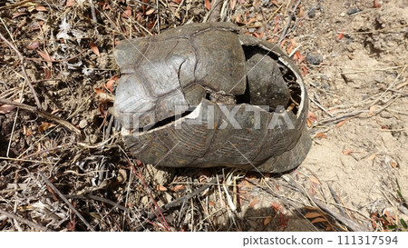 The carapace and remains of a large turtle that died during a sunny day. 111317594