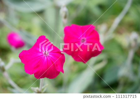 Rose campion flowers blooming in the garden Rose campion flowers blooming in the garden 111317715