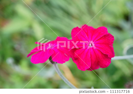 花園裡盛開的玫瑰野花 111317716