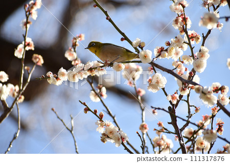 Early spring white plum and mezzo 111317876