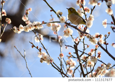 Early spring white plum and mezzo Early spring white plum and mezzo 111317877