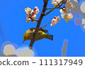 White-eye and white-eye 111317949