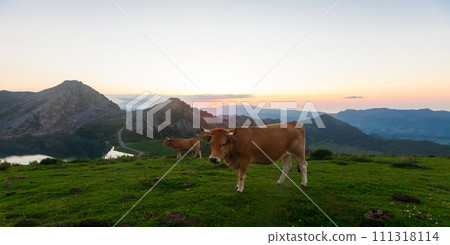Mountain cow sits on a lawn in a national park at sunset 111318114