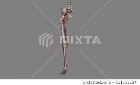 Bony pelvis and ower limbs receive their vascular supply from the distal continuations of the right and left common iliac arteries Bony pelvis and ower limbs receive their vascular supply from the distal continuations of the right and left common iliac arteries 111318184