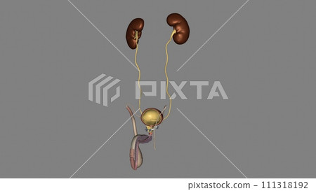 The inner lining of the urinary bladder is a mucous membrane of transitional epithelium that is continuous with that in the ureters The inner lining of the urinary bladder is a mucous membrane of transitional epithelium that is continuous with that in the ureters 111318192