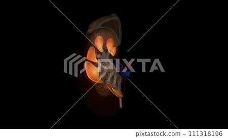sliced and whole kidneys sliced and whole kidneys 111318196
