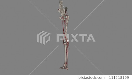 Bony pelvis and ower limbs receive their vascular supply from the distal continuations of the right and left common iliac arteries Bony pelvis and ower limbs receive their vascular supply from the distal continuations of the right and left common iliac arteries 111318199