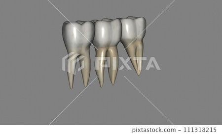 The mandibular first molar usually has two roots, a mesial and a distal The mandibular first molar usually has two roots, a mesial and a distal 111318215