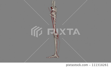 Bony pelvis and ower limbs receive their vascular supply from the distal continuations of the right and left common iliac arteries Bony pelvis and ower limbs receive their vascular supply from the distal continuations of the right and left common iliac arteries 111318261