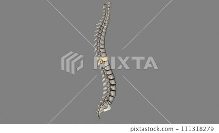 Thoracic Vertebral, T9 Thoracic Vertebral, T9 111318279