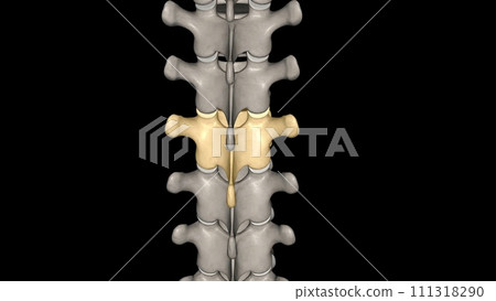 Thoracic Vertebral, T7 Thoracic Vertebral, T7 111318290