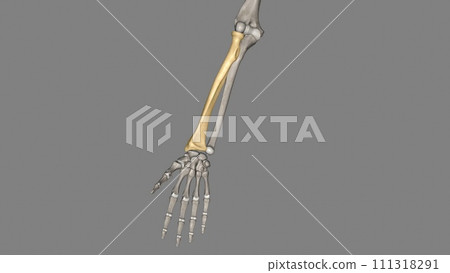 The radius head is a bone related to the elbow joint. Helps the forearm rotate around its axis 111318291