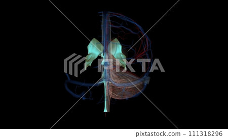 The ventricles are structures that produce cerebrospinal fluid, and transport it around the cranial cavity The ventricles are structures that produce cerebrospinal fluid, and transport it around the cranial cavity 111318296