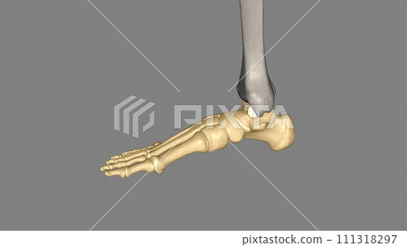 The human foot is a strong and complex mechanical structure containing 26 bones, 33 joints The human foot is a strong and complex mechanical structure containing 26 bones, 33 joints 111318297