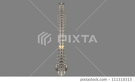 Thoracic Vertebral, T12 111318313