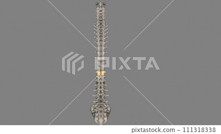 Thoracic Vertebral, T12 111318338