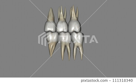 Molar, Maxillary and Mandibular 111318340