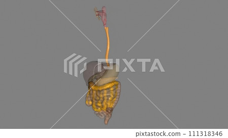 The esophagus is the hollow, muscular tube that passes food and liquid from your throat to your stomach 111318346