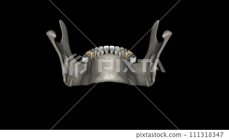 The mandibular first molar usually has two roots, a mesial and a distal 111318347