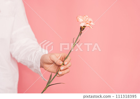 Lady in a white shirt holding one carnation against a pink background Lady in a white shirt holding one carnation against a pink background 111318395