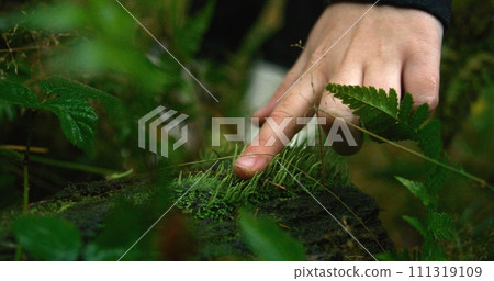 Close up shot of traveler or hiker touching wet grass on wooden log 111319109