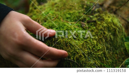 Tourist or hiker touches wet grass or moss on wooden log in rainy forest 111319158