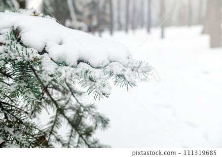 Tree branch covered with snow. Christmas tree branch with white snow. Tree branch covered with snow. Christmas tree branch with white snow. 111319685