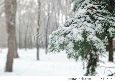 Tree branch covered with snow. Christmas tree branch with white snow. Tree branch covered with snow. Christmas tree branch with white snow. 111319686