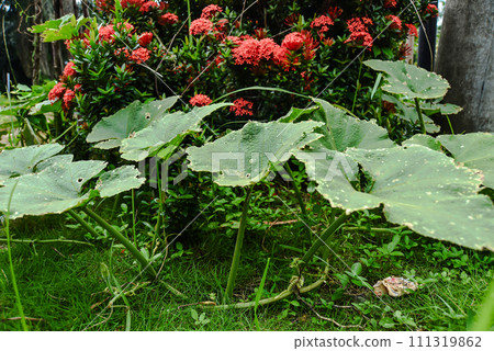 pumpkin leaves against the background of the plant Ixora chinensis 111319862