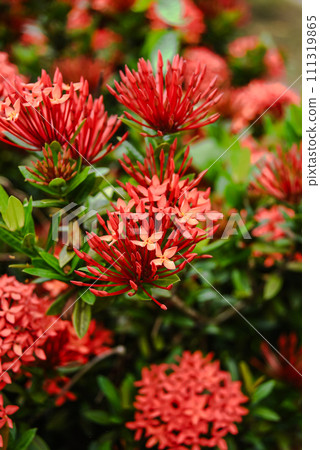 Ixora chinensis, otherwise known as Chinese Soka, is a tropical ornamental plant native to southern China and Southeast Asia. The plant has many advantages as an ornamental plant, Ixora chinensis, otherwise known as Chinese Soka, is a tropical ornamental plant native to southern China and Southeast Asia. The plant has many advantages as an ornamental plant, 111319865