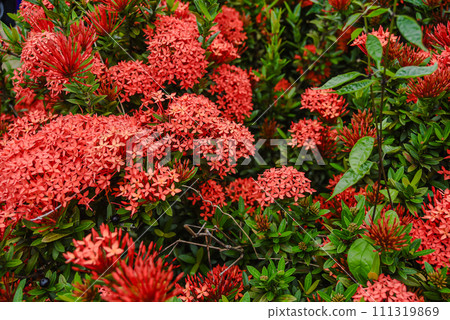 Ixora chinensis thrives on beautiful red flowers Ixora chinensis thrives on beautiful red flowers 111319869