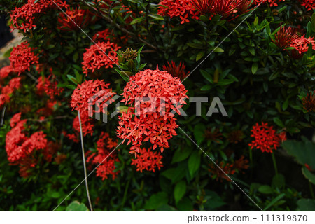 Ixora chinensis is very beautiful, lives in a tropical climate; Ixora chinensis is very beautiful, lives in a tropical climate; 111319870