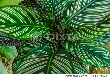 Calathea ornata is a beautiful and unique ornamental plant with attractive leaves. Calathea ornata is a beautiful and unique ornamental plant with attractive leaves. 111319871
