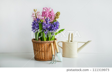 Blooming hyacinth in a flowerpot, a watering can and garden tools on the white table - home gardening as a hobby and connecting with nature concept 111319973