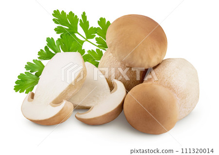 Fresh porcini cep mushroom isolated on white background with full depth of field 111320014