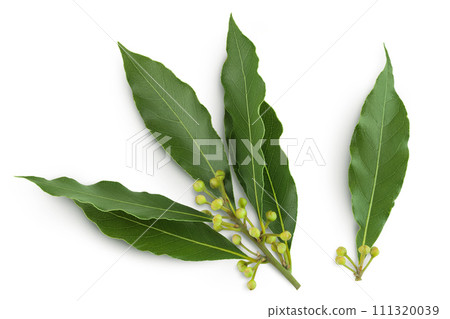 Fresh Laurel leaves isolated on white background. Green bay leaf. Top view. Flat lay. 111320039